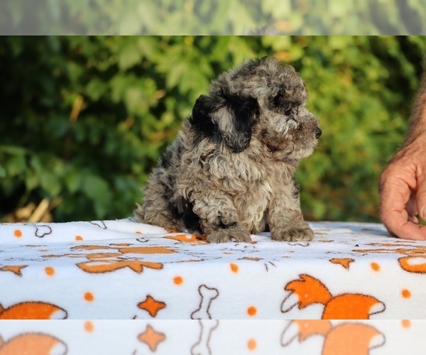 Medium Photo #13 Poodle (Toy) Puppy For Sale in DYERSBURG, TN, USA