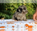 Small #12 Poodle (Toy)