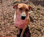 Small Red Heeler Mix
