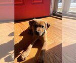 Small Photo #5 Labrador Retriever-Pembroke Welsh Corgi Mix Puppy For Sale in pomfret, CT, USA