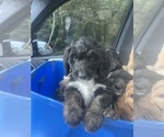 Puppy Cash Sheepadoodle