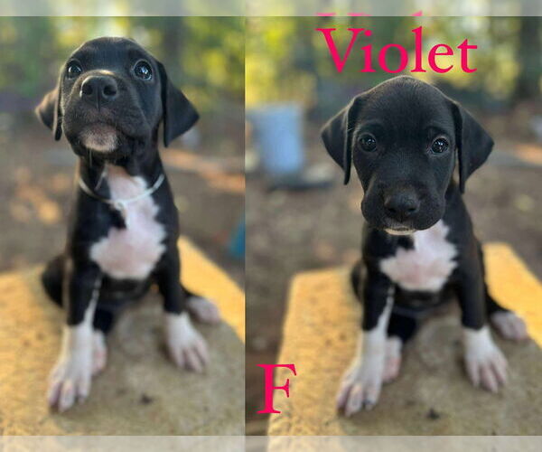 Medium Photo #2 Labrador Retriever Puppy For Sale in FRAMINGHAM, MA, USA