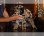 Small #5 Poodle (Miniature)