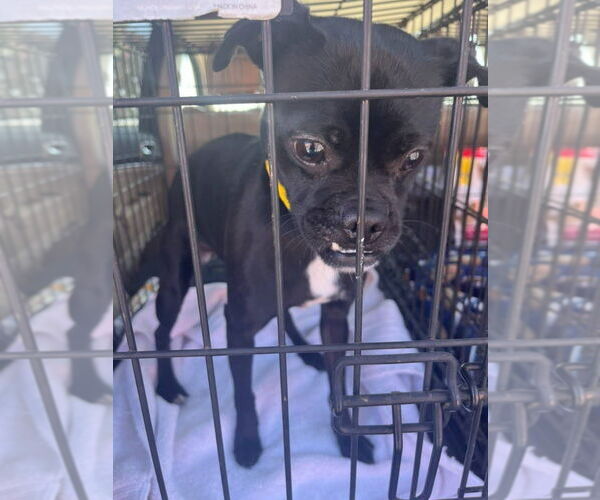 Medium Photo #4 Chug Puppy For Sale in Lake Forest, CA, USA