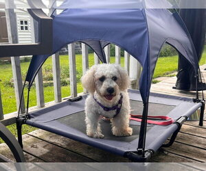 Parker - Female Bichon Frise Dog for Adoption - Photo #2