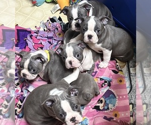 Boston Terrier Puppy for sale in FLINT, MI, USA