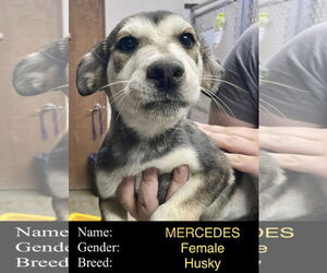 Siberian Husky-Unknown Mix Dogs for adoption in Cedar Crest, NM, USA