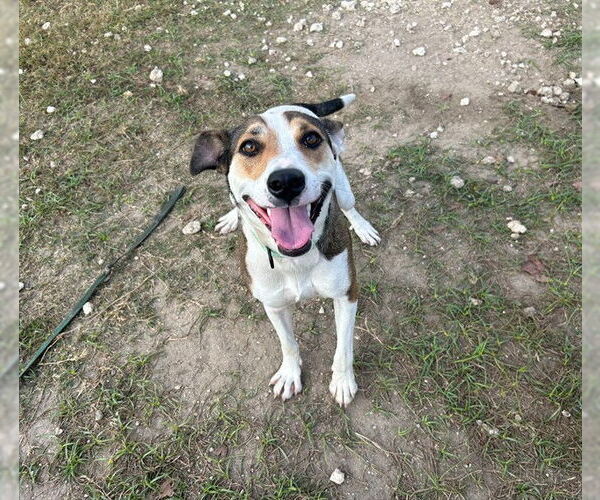 Medium Photo #2 Catahoula Leopard Dog-Unknown Mix Puppy For Sale in Ocala, FL, USA