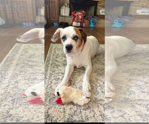 American Bulldog-Unknown Mix Dogs for adoption in Ball Ground, GA, USA