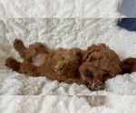 Puppy Aria Goldendoodle (Miniature)
