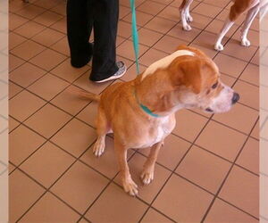 Treeing Walker Coonhound Mix Dog for Adoption in Ocala, Florida USA
