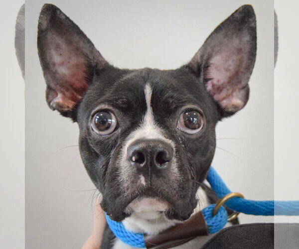 Medium Photo #5 Boston Terrier Puppy For Sale in Huntley, IL, USA