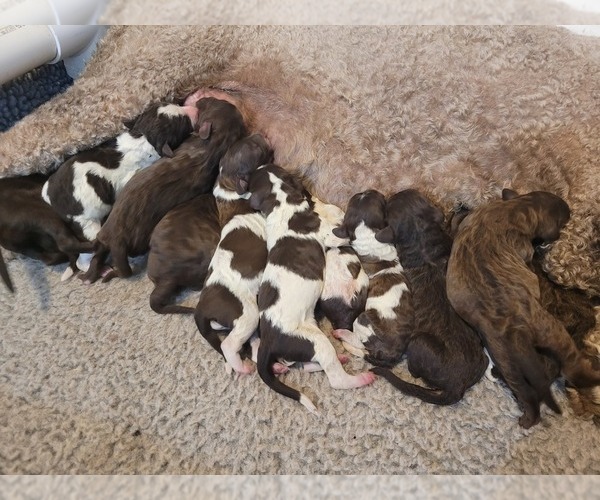 Medium Photo #1 Poodle (Standard) Puppy For Sale in AIKEN, SC, USA