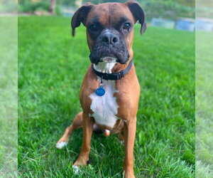 Boxer Dogs for adoption in Brights Grove, Ontario, Canada