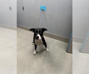 Mutt Dogs for adoption in Las Vegas, NV, USA