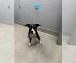 Small Mutt