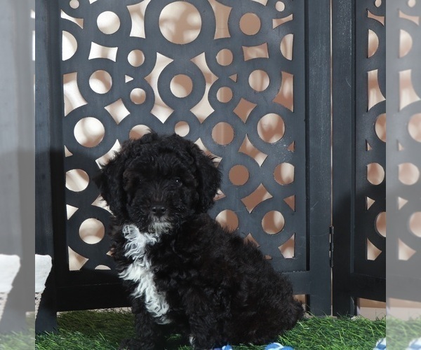 Medium Photo #3 Poodle (Miniature) Puppy For Sale in MOUNT VERNON, OH, USA
