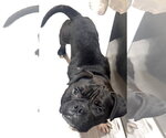 Small #1 Bulldog Mix