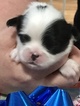 Small Photo #4 Japanese Chin Puppy For Sale in SALEM, OR, USA