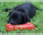 Small #7 Mutt