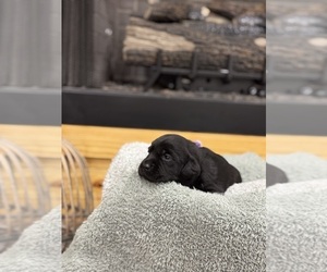 Medium Labrador Retriever