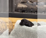 Puppy Purple Labrador Retriever