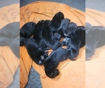Small German Shepherd Dog