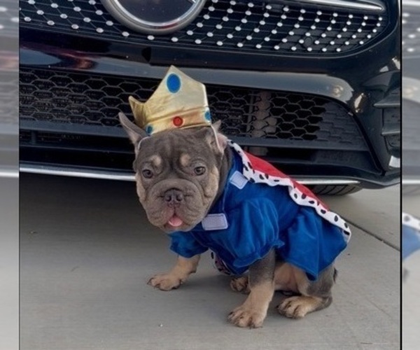 Medium Photo #5 French Bulldog Puppy For Sale in CHARLOTTE, NC, USA