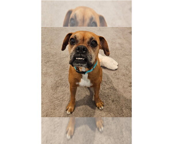 Medium Photo #5 Boxer Puppy For Sale in Austin, TX, USA