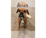 Small #4 Boxer