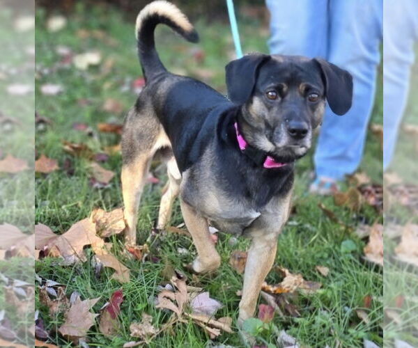 Medium Photo #3 Raggle Puppy For Sale in Batavia, OH, USA