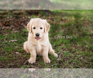 Golden Retriever Puppy for sale in HARTWELL, GA, USA