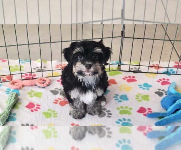 Medium Photo #4 Havanese Puppy For Sale in ORO VALLEY, AZ, USA