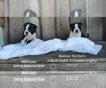 Puppy New pups Boston Terrier