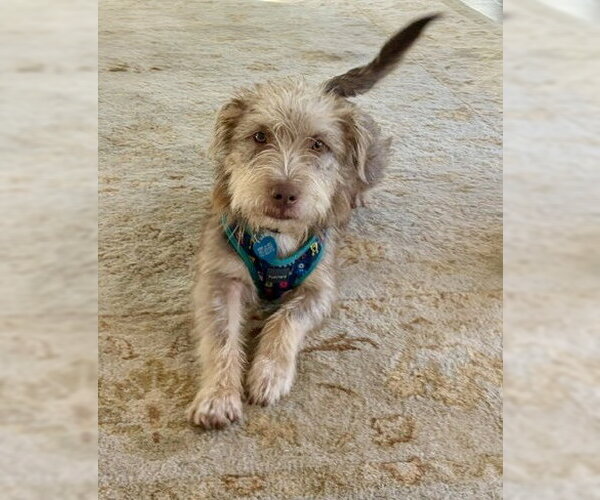 Medium Photo #1 Mutt Puppy For Sale in St. Louis Park, MN, USA