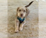 Momo - Male Mutt Dog for Adoption - Small photo