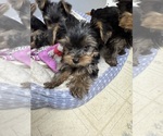 Litter of 4 - Male(s) and Female(s) Yorkshire TerrierLitter of Puppies for Sale - Photo #3