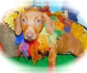 Dachshund-Jack Russell Terrier Mix Puppy for sale in HAMMOND, IN, USA