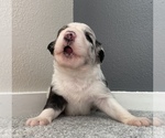 Small Photo #18 Border Collie Puppy For Sale in EVERETT, WA, USA