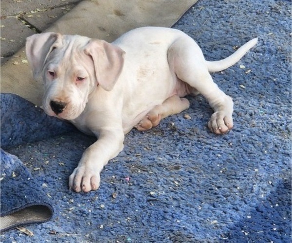 Medium Photo #11 Dogo Argentino Puppy For Sale in ALBUQUERQUE, NM, USA