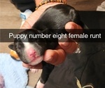 Puppy Puppy 8 RUNT Rottweiler-American Pit Bull Terrier