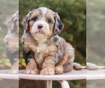 Puppy 2 Miniature Bernedoodle
