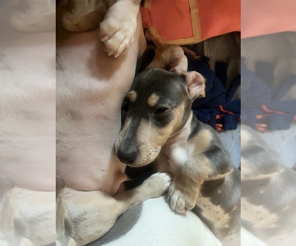 Medium Photo #5 Dachshund Puppy For Sale in LAKEBAY, WA, USA