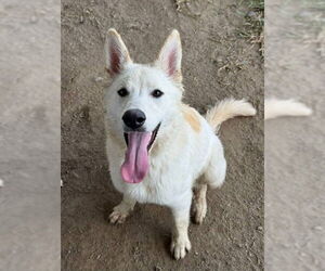 German Shepherd Dog Dogs for adoption in Riverside, CA, USA