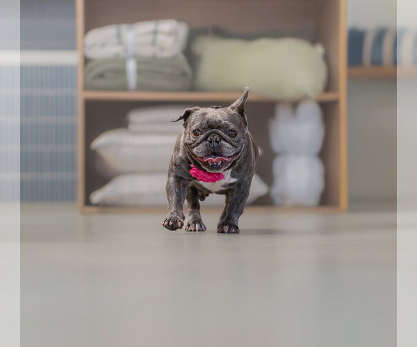 Medium Photo #8 French Bulldog Puppy For Sale in Marina Del Rey, CA, USA