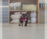 Small #7 French Bulldog
