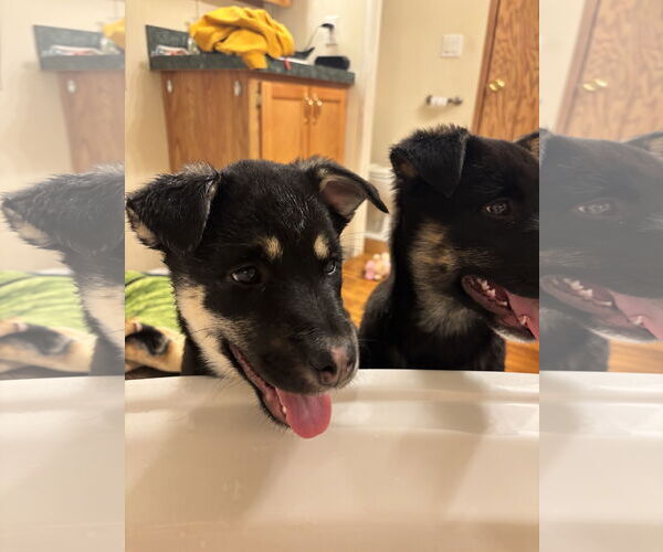 Medium Photo #13 Shepradors Puppy For Sale in Princeton, MN, USA