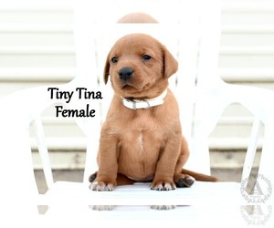 Medium Labrador Retriever