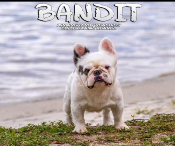 Medium Photo #1 French Bulldog Puppy For Sale in MELBOURNE, FL, USA