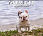 Small Photo #1 French Bulldog Puppy For Sale in MELBOURNE, FL, USA